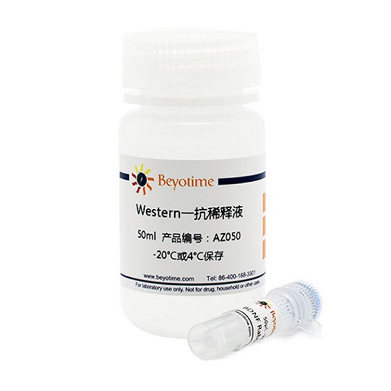 Phospho-Erk1 (Thr202/Tyr204)/Erk2 (Thr185/Tyr187) Rabbit Monoclonal Antibody抗体 - Beyotime/碧云天