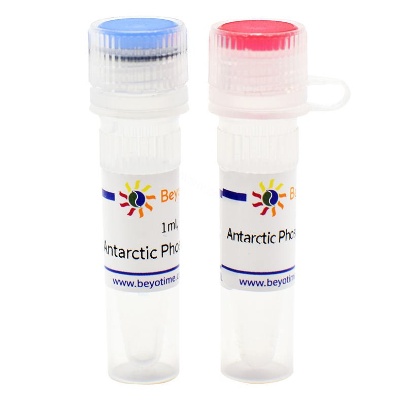 Antarctic Phosphatase (Thermosensitive)