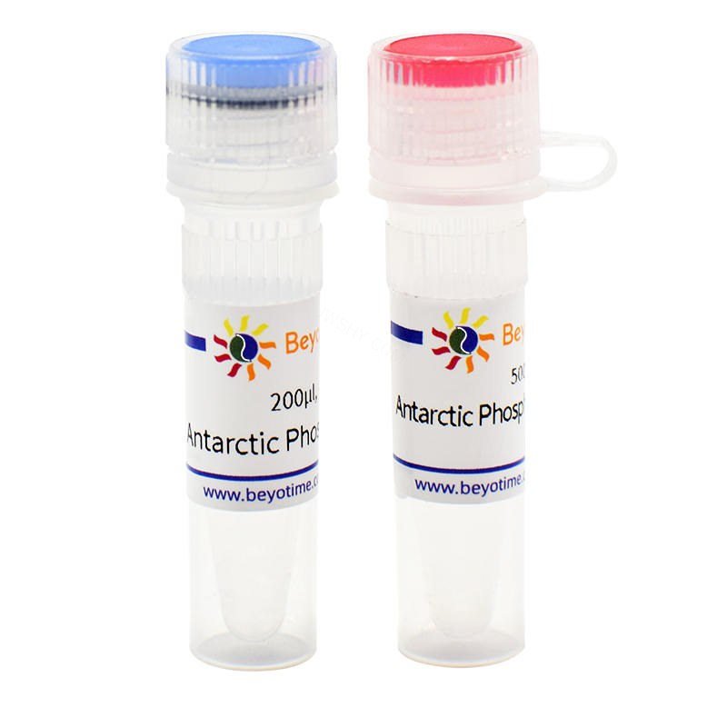 Antarctic Phosphatase (Thermosensitive)