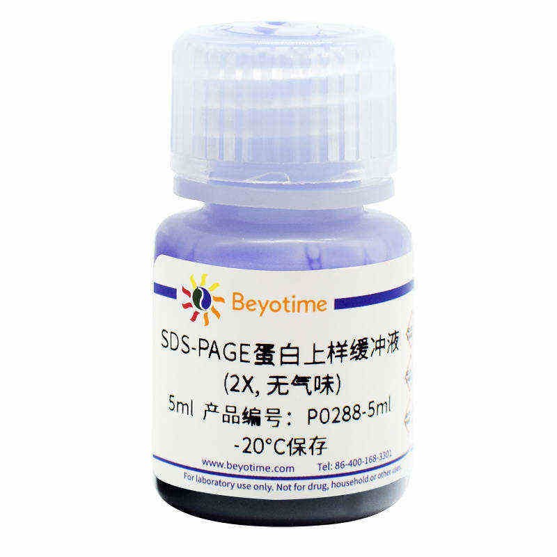 SDS-PAGE蛋白上样缓冲液(2X,无气味)