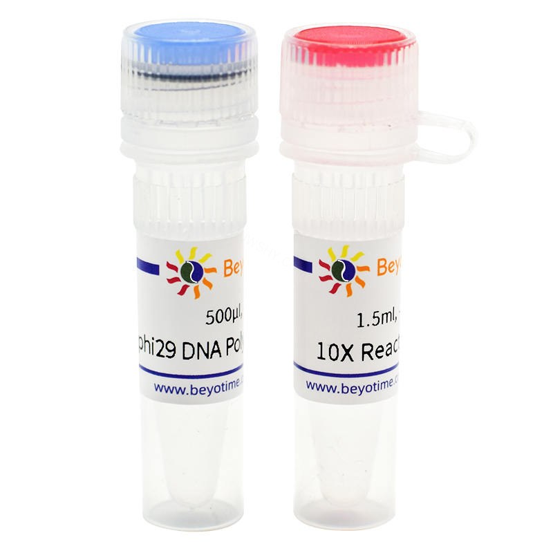 phi29 DNA Polymerase - Beyotime/碧云天