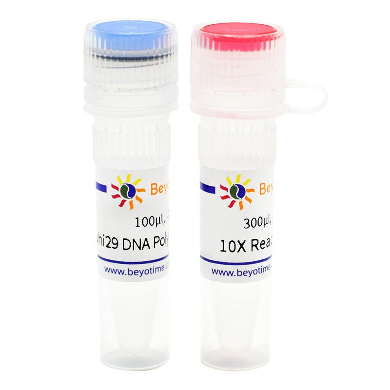 phi29 DNA Polymerase - Beyotime/碧云天