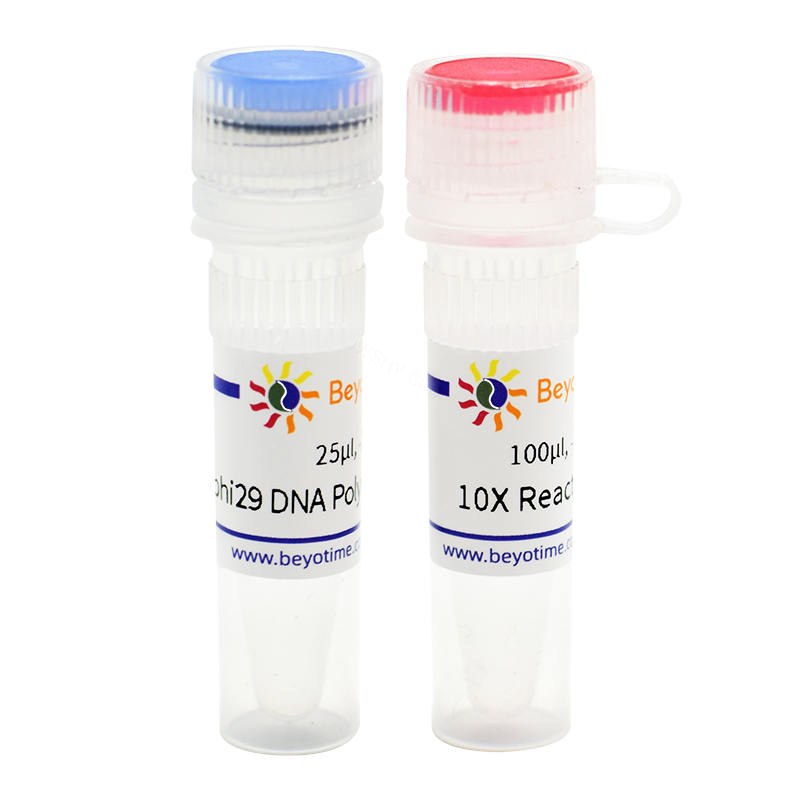 phi29 DNA Polymerase - Beyotime/碧云天