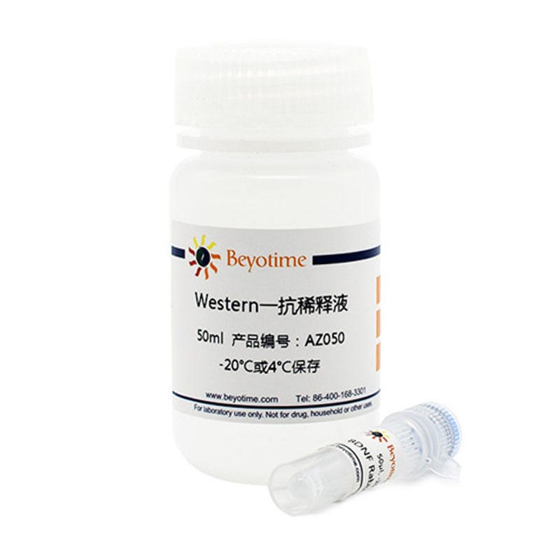 Angiotensin Converting Enzyme 2 Rabbit Monoclonal Antibody抗体