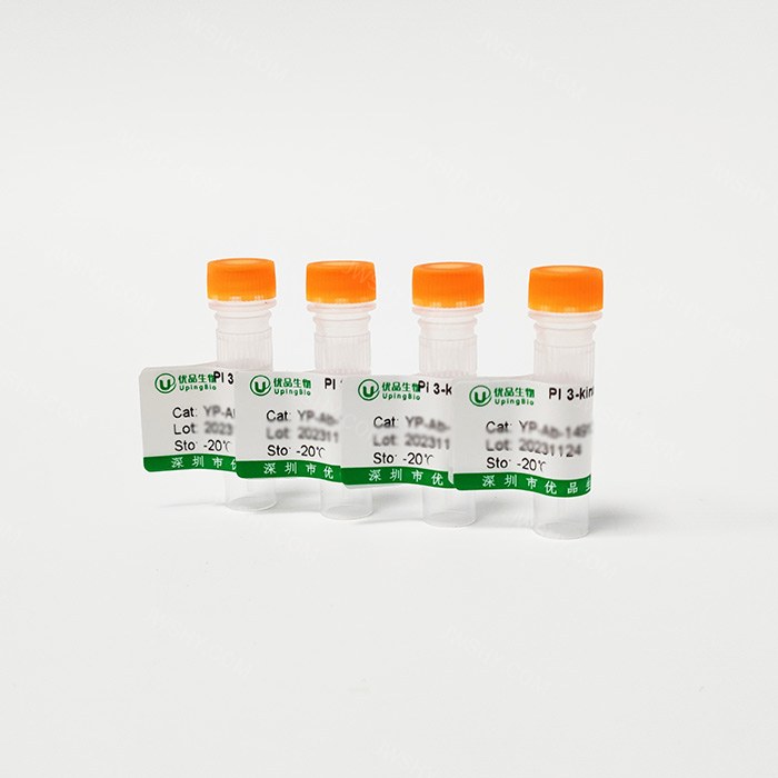MYT1L 鼠单抗 - UpingBio/优品生物