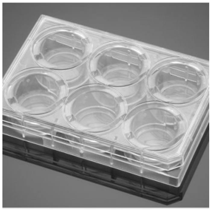 胺包被的6孔板Amine 6 Well Plate - Biocoat