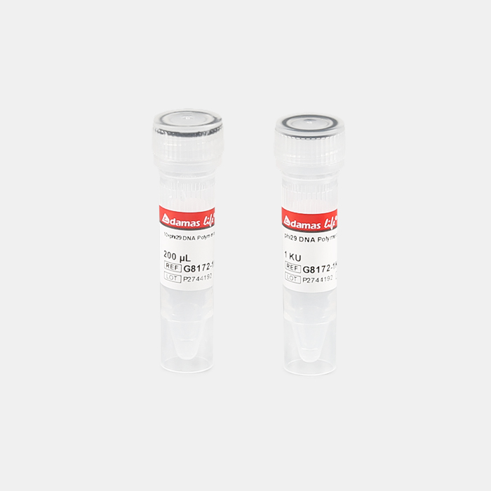 phi29 DNA 聚合酶